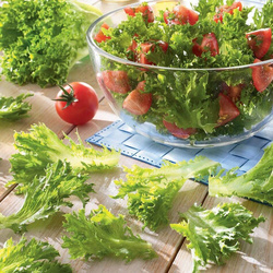 Sałata Dębolistna 'Crispita II' – Kiepenkerl