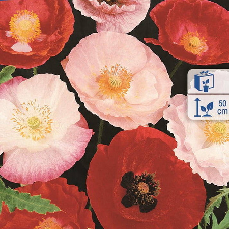 Mak polny – Mix Kolorów – Kiepenkerl