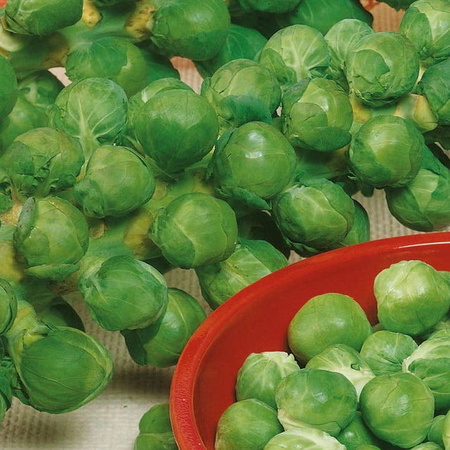 Brukselka 'Roodnerf' – Nasiona Kiepenkerl