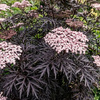 Bez czarny Black Lace (Sambucus Nigra Black Lace) – sadzonka w doniczce C3 – Botana