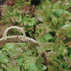 Sałata Karbowana 'Amerikanischer Brauner' – Kiepenkerl