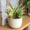 Sansewieria (Sansevieria Francisii Variegata) – sadzonka