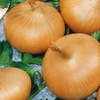Cebula 'Stuttgarter Riesen' – Nasiona Kiepenkerl