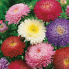Aster Chiński 'Prinzess' – Mix Nasion – Kiepenkerl