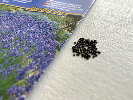 Lawenda 'Hidcote Blue Strain' – Nasiona – Kiepenkerl