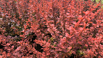 Berberys Thunberga 'Red Pilar' – Sadzonka 30 cm