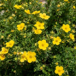 Pięciornik Krzewiasty Golfinger (Potentilla Fruticosa Goldfinger) – sadzonka w doniczce C2 – Botana