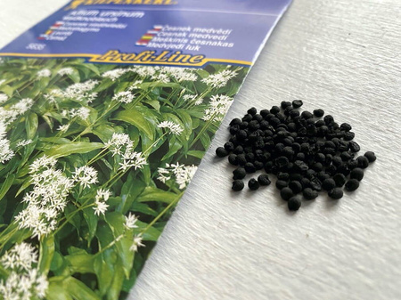 Czosnek Niedźwiedzi – Wieloletni – Kiepenkerl