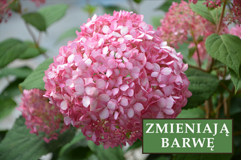 Hortensja Bukietowa 'Pink Diamond' – Sadzonka 40-50 cm