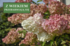 Hortensja bukietowa 'Candlelight' – Sadzonka 30-40 cm