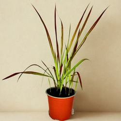 Imperata Cylindryczna Red Baron – sadzonka w doniczce C1,5 – Botana