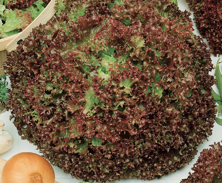 Sałata Karbowana 'Lollo Rossa' – Kiepenkerl