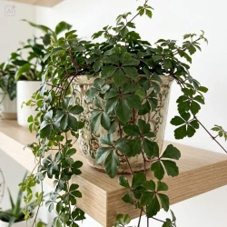 Ciccus pasiasty (Cissus striata) – sadzonka