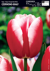 Tulipan Red-White 5 szt. 11/12