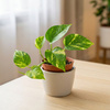 Epipremnum złociste (Epipremnum aureum) – sadzonka rozmiar M
