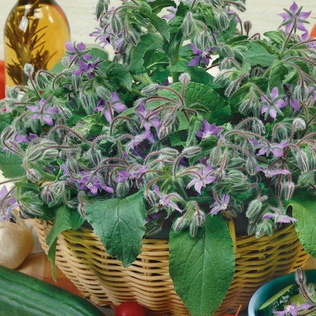 Ogórecznik Lekarski – Jednoroczny – Kiepenkerl