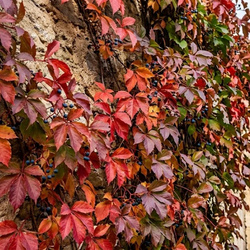 Winobluszcz pięciolistkowy Murorum (Parthenocissus Quinquefolia var. Murorum) – sadzonka w doniczce C2 – Botana