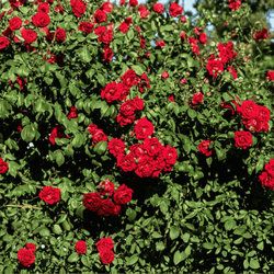 Róża Okrywowa Czerwona The Fairy Red