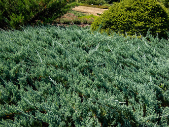 Jałowiec Płożący 'Blue Chip' – Sadzonka 20-30 cm