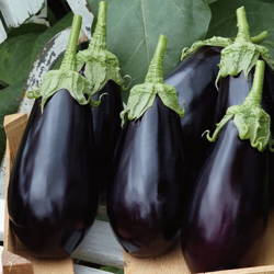 Bakłażan Oberżyna 'Falcon' F1 – Nasiona Kiepenkerl