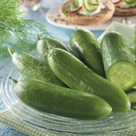 Ogórek Sałatkowy 'Salamanda' F1 – Kiepenkerl