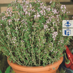 Tymianek – Wieloletni – Kiepenkerl