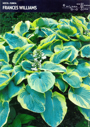 Funkia Hosta 'Francess Williams' – 1 szt.