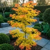 Klon palmowy Orange Dream (Acer Palmatum Orange Dream) – sadzonka w doniczce C2 – Botana