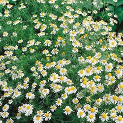 Rumianek – Leczniczy – Kiepenkerl