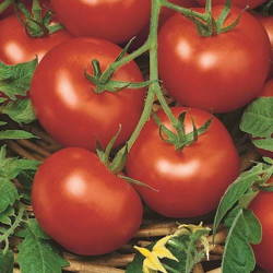 Pomidor Sałatkowy 'Moneymaker' – Kiepenkerl