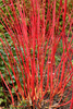 Dereń Biały 'Sibrica' – Sadzonka 40-50 cm