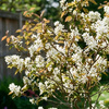 Świdośliwa Lamarcka (Amelanchier Canadensis Lamarckii) – sadzonka w doniczce C2 – Botana