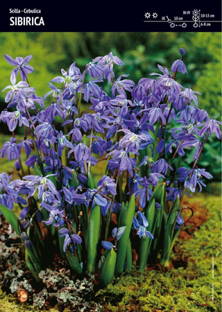 Scilla – Cebulica Sibirica – 30 szt.