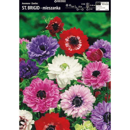 Zawilec St.Brigid mix 10 szt.