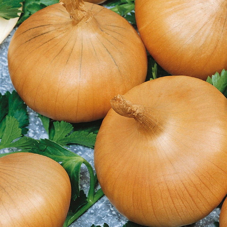 Cebula 'Stuttgarter Riesen' – Nasiona Kiepenkerl