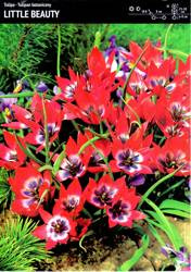 Tulipan Botaniczny 'Little Beauty' – 20 szt