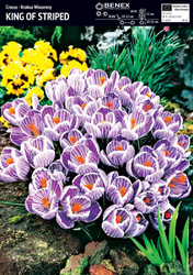Krokus Wielkokwiatowy King Of Striped 10 szt.