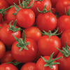 Pomidor 'Philovita' F1 – Cherry – Kiepenkerl