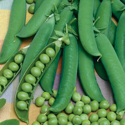 Groch Łuskowy 'Kleine Rheinländerin' – Kiepenkerl