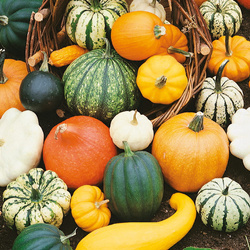 Dynia Ozdobna 'Essbare Zierkurbis-Mix' – Kiepenkerl
