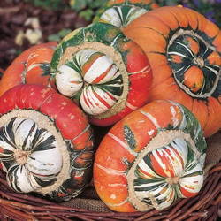 Dynia Ozdobna 'Turban' – Mix Nasiona – Kiepenkerl