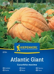 Dynia 'Atlantic Giant' – Olbrzymia – Kiepenkerl