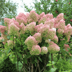 Hortensja Bukietowa 'Grandiflora' – sadzonka w doniczce C2 – Botana