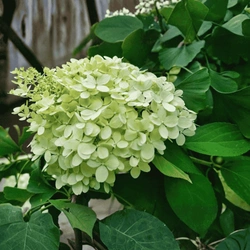 Hortensja Bukietowa 'Magical Candle Bokraflame' – sadzonka w doniczce C2 – Botana