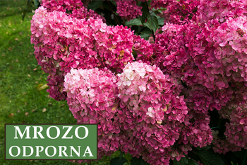 Hortensja bukietowa 'Sundae' – Sadzonka 40 cm