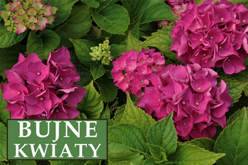 Hortensja Ogrodowa 'Alpengluhen' – Sadzonka 45-60cm