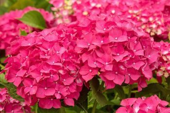 Hortensja Ogrodowa 'Leuchtfeuer' – Sadzonka 45-60 cm