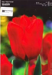 Tulipan czerwony – 3 szt. – 'Seadov'