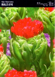 Tulipan 'Bull's Eye' – 10 szt.