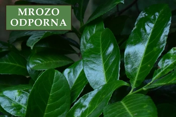 Laurowiśnia wschodnia 'Caucasica' – Sadzonka 30 cm
